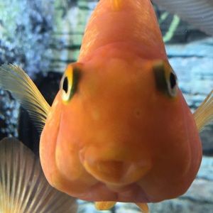 Meet your Posher, Joleen